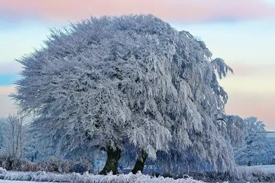 Спят ли зимой деревья? Почему они не погибают в холода? - Детский Портал  Знаний