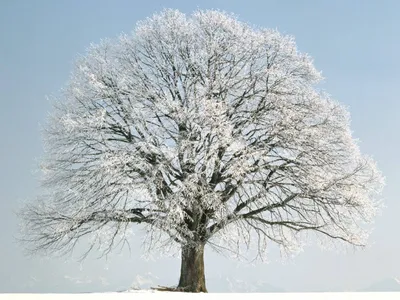 Зима деревья в снегу (56 фото) - 56 фото