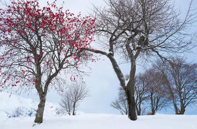 Фотообои Сказочные деревья в снегу купить на стену • Эко Обои