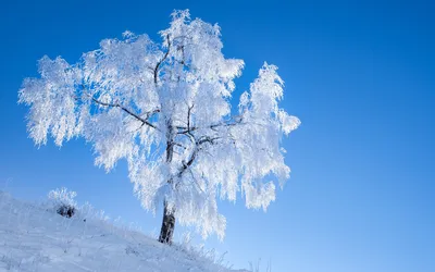 Обои на телефон зимний лес сосны в снегу еловые ветви эстетика зимы |  Эстетика, Лес, Обои