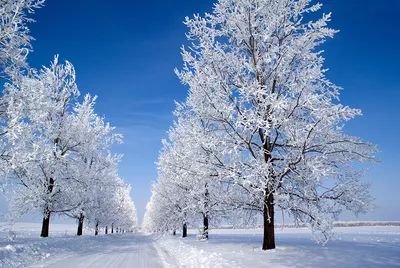 Зимний лес, с утра мороз.... Фотограф Вера Ра