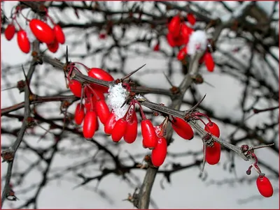 Фотообои Деревья в снегу купить на стену • Эко Обои