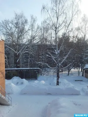 Финская Лапландия. Деревья зимой | Пикабу