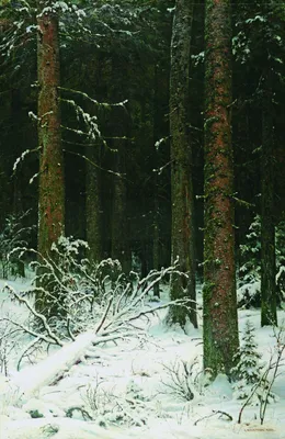 Зимний лес может быть опасен
