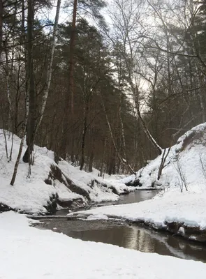 Фотографии зимних деревьев белого снега и тропинок Фон И картинка для  бесплатной загрузки - Pngtree
