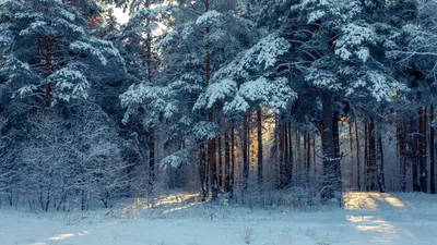 Какая будет зима в Беларуси: проверим народные приметы