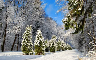 Фотография Зима Природа Снег Дороги дерева сезон года
