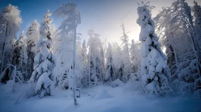 Деревья Зима Снег - Бесплатное фото на Pixabay - Pixabay