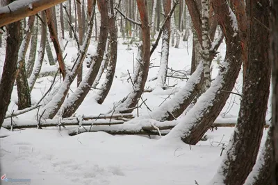 зимний лес с деревьями покрытыми снегом, картина заснеженных деревьев,  снег, зима фон картинки и Фото для бесплатной загрузки