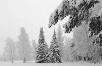 Голые деревья зимой снегом и голубыми небесами Стоковое Фото - изображение  насчитывающей земля, яркое: 171271832