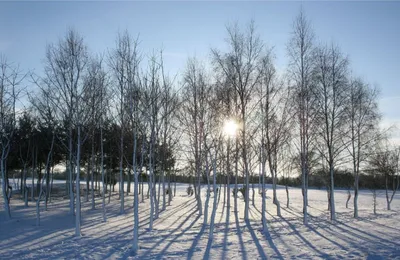 BB.lv: Чем обернуть деревья на зиму: защищаем сад от морозов и грызунов