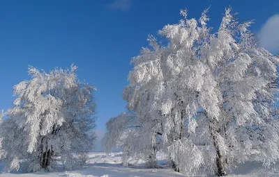 Рисунок дерево зимой - 37 фото