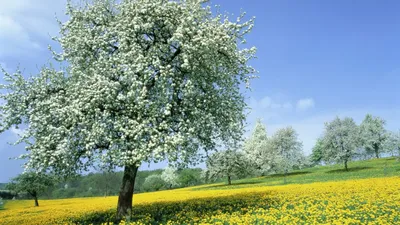 Черемуха душистая с весною расцвела… -Растения -Ч -Статьи