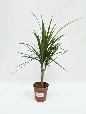 Драцена (Dracaena)