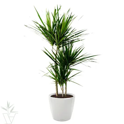 Драцена маргината 3 стебля в горшке высотой 120см (Dracaena marginata),  Голландия купить с доставкой в СПб