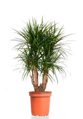 Драцена растение Marginata Stam, живое растение для дома и сада, пальма в  горшке, диаметр - купить в Москве, цены на Мегамаркет