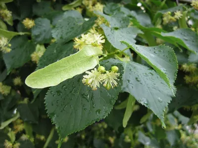 Липа европейская – дерево и древесина – Tilia europaea