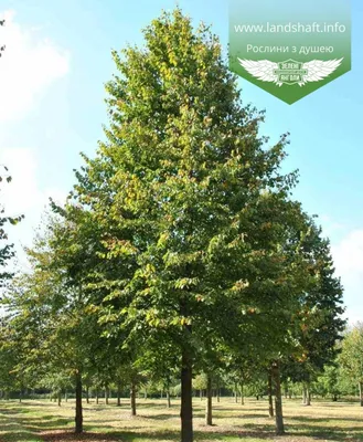 Липа мелколистная (Tilia cordata)