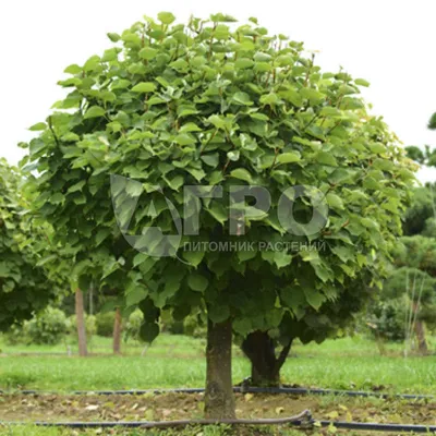 Tilia cordata, Липа сердцелистная|landshaft.info