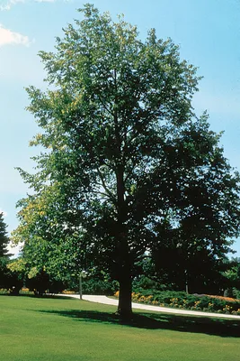 Липа мелколистная (Tilia cordata)