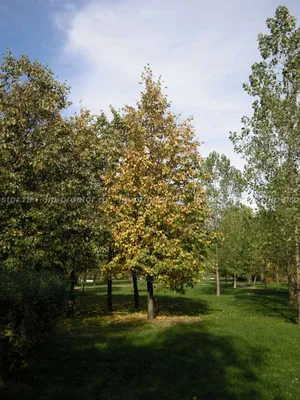 Купить миниатюрное дерево Липа Размеры: 35мм, 50 мм, 60 мм, 70 мм, 80 мм,  90 мм для макетов в Алматы - DekoShop.KZ