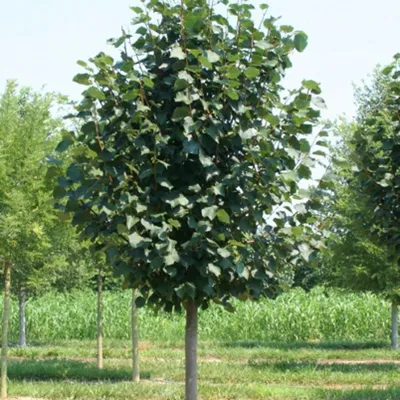 Липа американская – дерево и древесина – Tilia americana