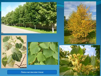 Липа мелколистная - Лиственные деревья | Питомник растений | Посадка и уход
