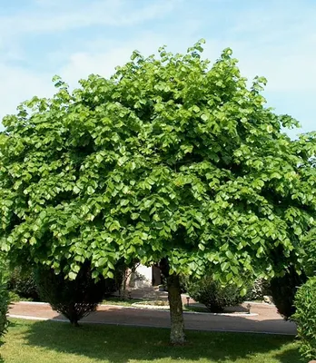 Садовый центр «Ella» - Лиственные деревья: Липа крупнолистная или  широколистная - Tilia platyphyllos