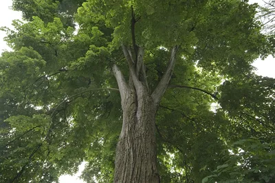 Липа американская Tilia americana - купить в Киеве и области, справедливая  цена - Green Garth (Грин Гарт)