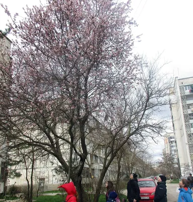 Саженцы Миндаль трехлопастный (Prunus triloba) из питомника растений  Гринстрана купить по цене от 0 рублей | Описание, фото, доставка,  консультация — Гринстрана.ру