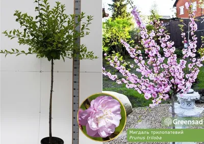 🌳 Искусственное дерево: Миндаль, 160см купить » Искусственные растения с  доставкой по всей России