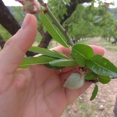 🌳 Искусственное дерево: Миндаль, 160см купить » Искусственные растения с  доставкой по всей России