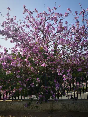 Орхидейное дерево цветет | Пикабу