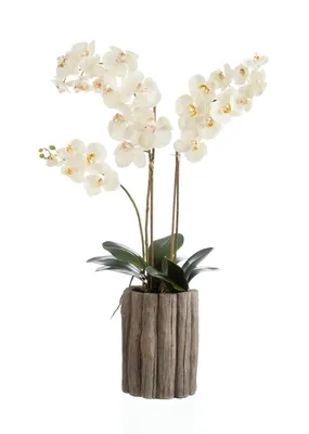 Баухиния: как орхидея, но не орхидея | Топ Гид Кипр | Дзен