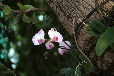 Дерево-орхидея\": Катальпа бигнониевидная — Catalpa bignonioides. —  Дюссельдорф с Татьяной Щён