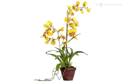 Дерево орхидеи стоковое изображение. изображение насчитывающей цветок -  112318135