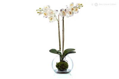 Орхидея Фаленопсис белая (superrealtouch) композиция в кашпо под дерево -  купить по выгодной цене в Москве и Санкт-Петербурге
