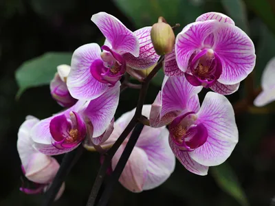 Орхидея белая дерево бонсай …» — создано в Шедевруме
