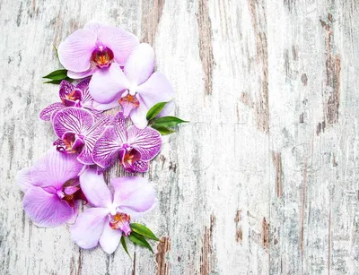 Фаленопсис орхидея: уход в домашних условиях, фото, виды, сорта, пересадка,  размножение, болезни и вредители цветка