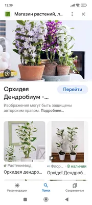 Купить SAFLAX - Желтое дерево орхидеи - 30 семян - Bauhinia tomentosa | Joom