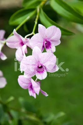 Обои Цветы Орхидеи, обои для рабочего стола, фотографии цветы, орхидеи,  дерево, орхидея Обои для рабочего стола, скачать обои картинки заставки на  рабочий стол.