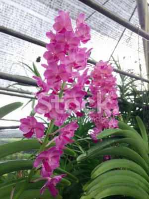 Полезное о цветах » Орхидея- выбор, уход - FloraHimki.ru