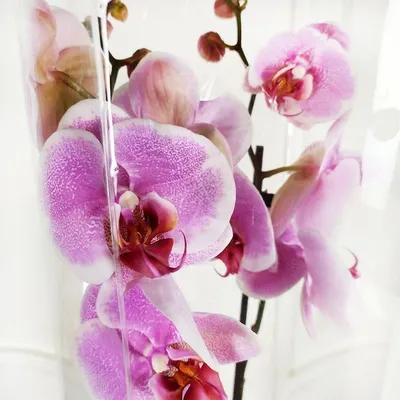 Соседство с какими растениями мешает цветению орхидеи и почему | ОрхиГид |  Дзен