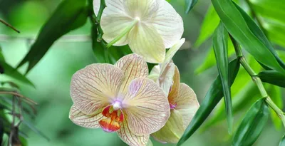 Весенний цветок днем магнолия дерево на открытом воздухе цветущая орхидея  фотография картина с изображением Фон И картинка для бесплатной загрузки -  Pngtree