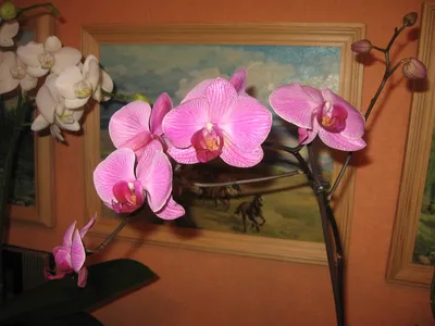 Классные фотографии орхидей из Бразилии.
