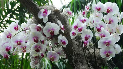 В СибБС ТГУ зацвели дурманное дерево и «орхидея-инопланетянин» | Сибирский  ботанический сад