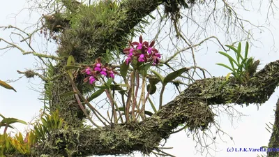 Дерево орхидеи в саде стоковое фото. изображение насчитывающей орхидея -  43008500