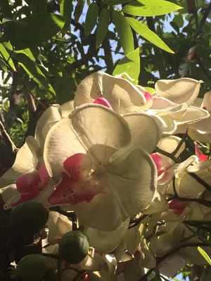 Орхидея или крылья бабочки: загадочная баугиния на Кипре - Блоги Кипра