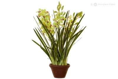 Купить Орхидеи, Фаленопсисы в Барнауле, Бийске, Белокурихе
