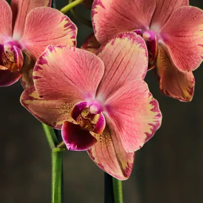Орхидея Фаленопсис \"Пуаро\" купить